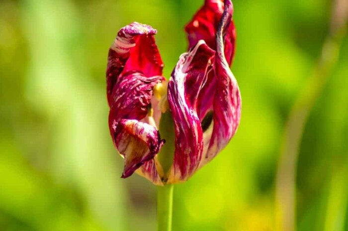 An image closeup of a red tulip. The tulip is diseased, and you can see the disease is very clear on the flower head.