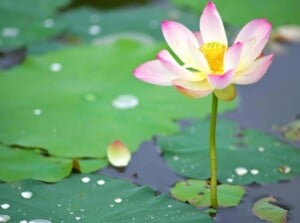 A close up image of a plant growing on the water. Blooming with a flower that has pink petals and some white on the interior of the flower. The stamen in the middle is yellow.