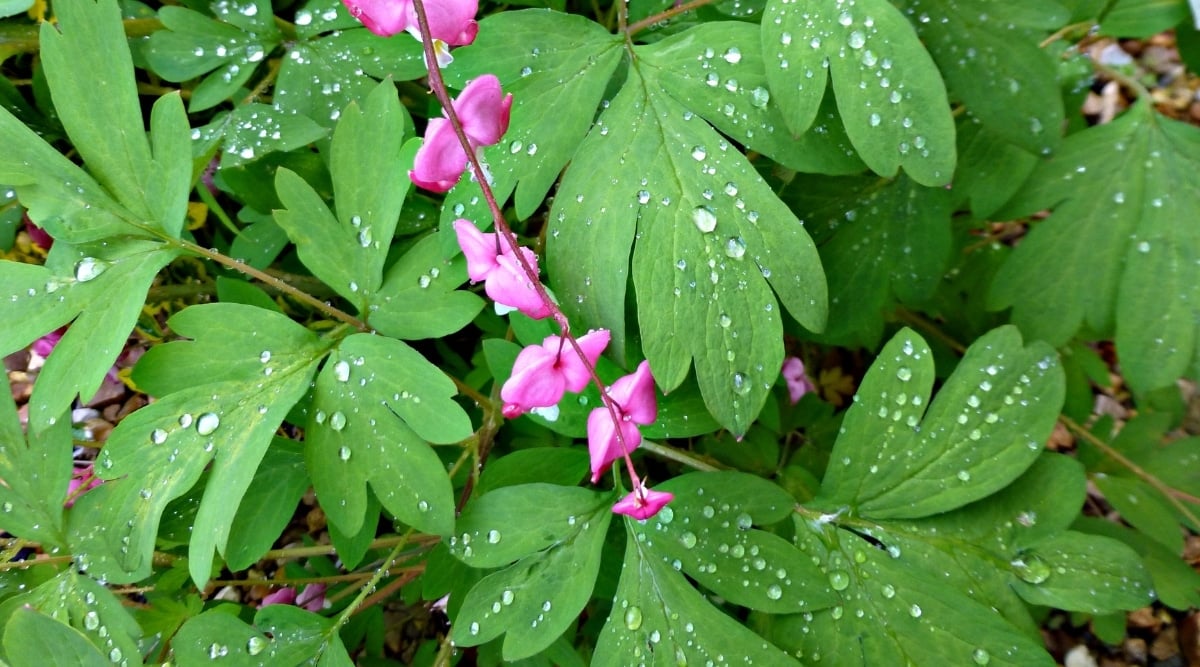 Close up of a bright green plant with small, light pink flowers that has water droplets all over it.