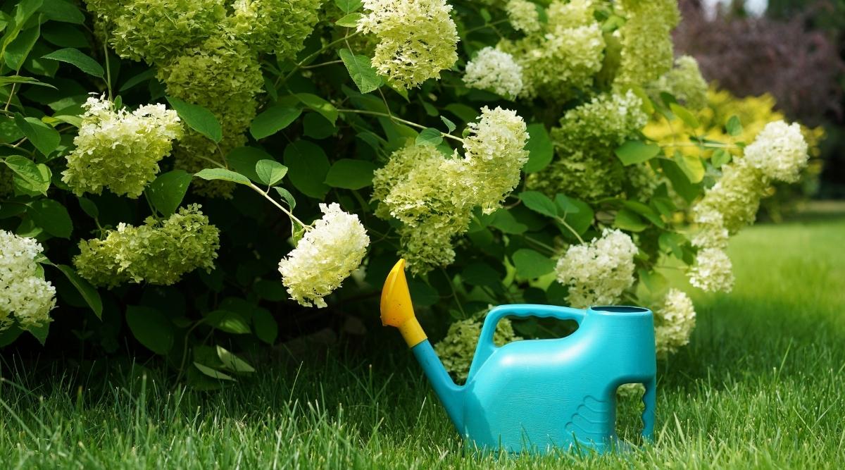 watering can garden under a hydrangea bush