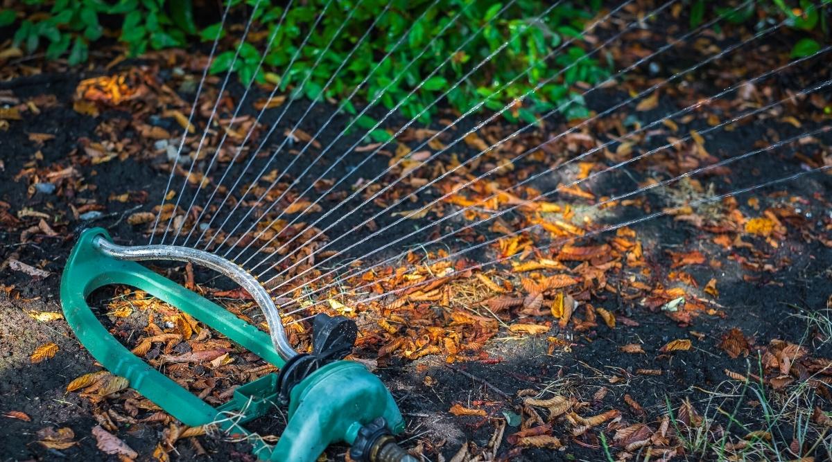 Close-up of an autumn garden watering with a green oscillating sprinkler. The soil is moist, black, covered with orange and brown fallen leaves. There are dark green bushes in the background.