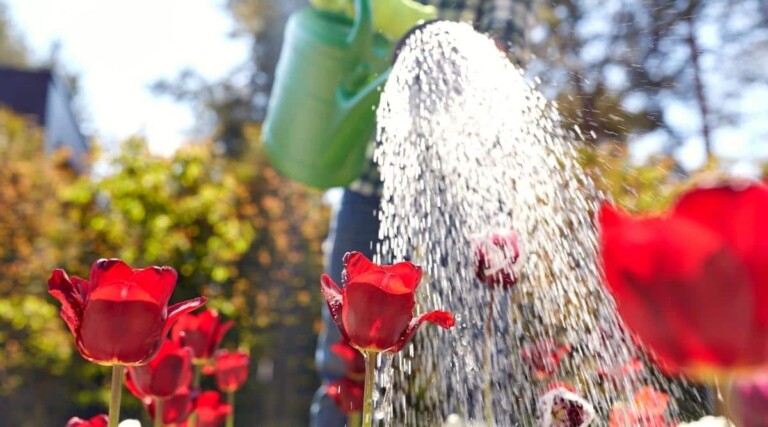 How to Plant and Care for Tulips How to Plant and Care for Tulips