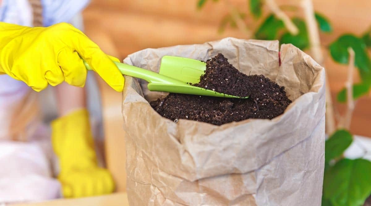 well-drained potting mix