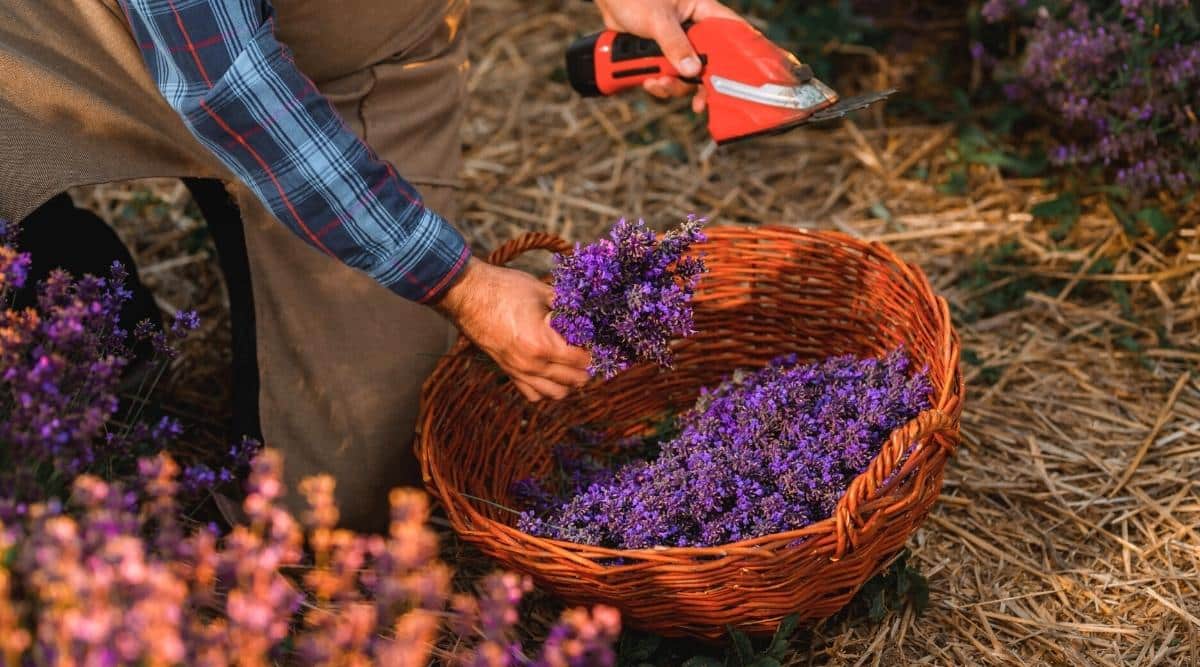 How To Dry Lavender To Preserve Fragrance And Color (3 Easy Steps)