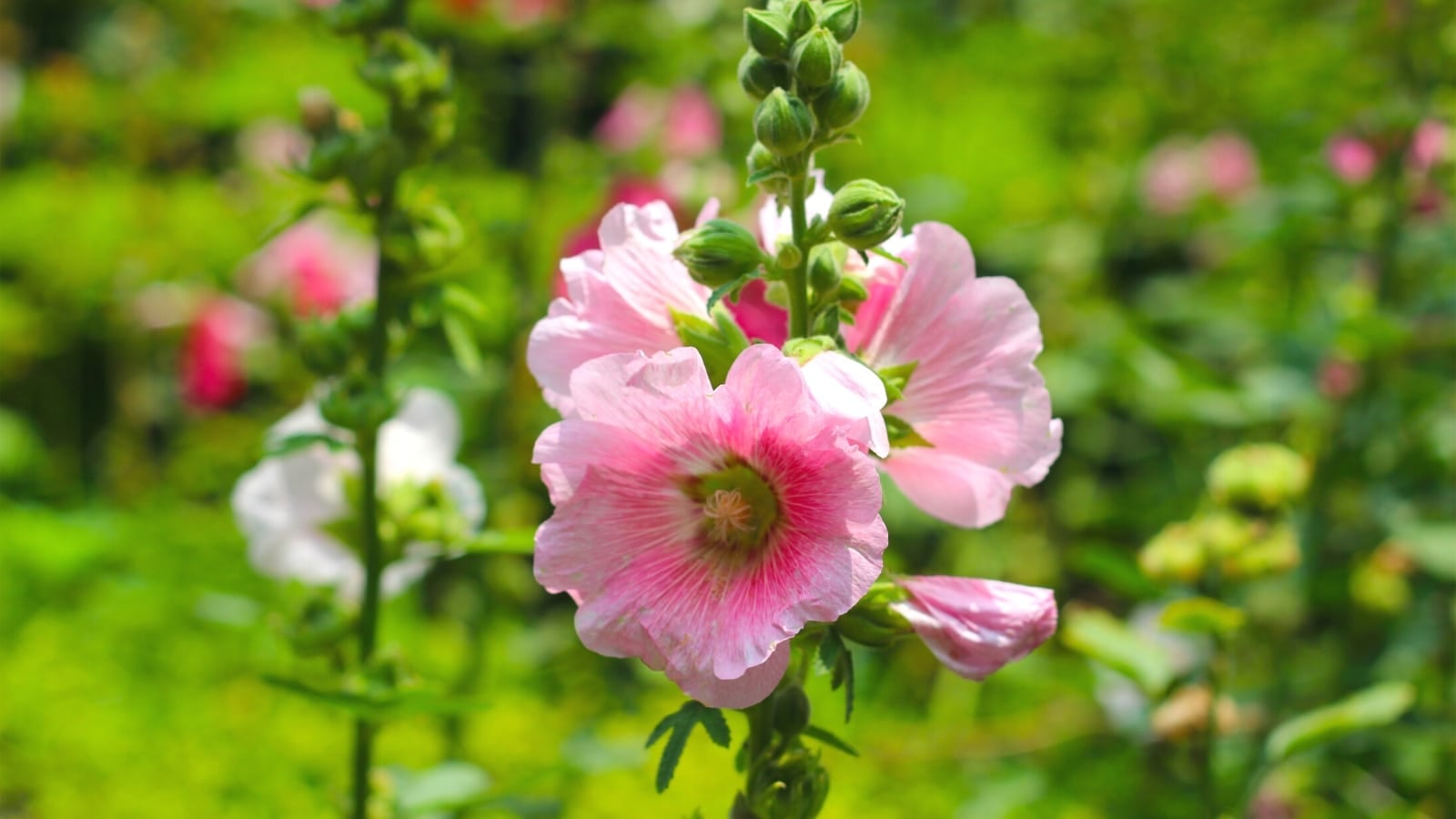 When Should You Plant Hollyhocks this Season?