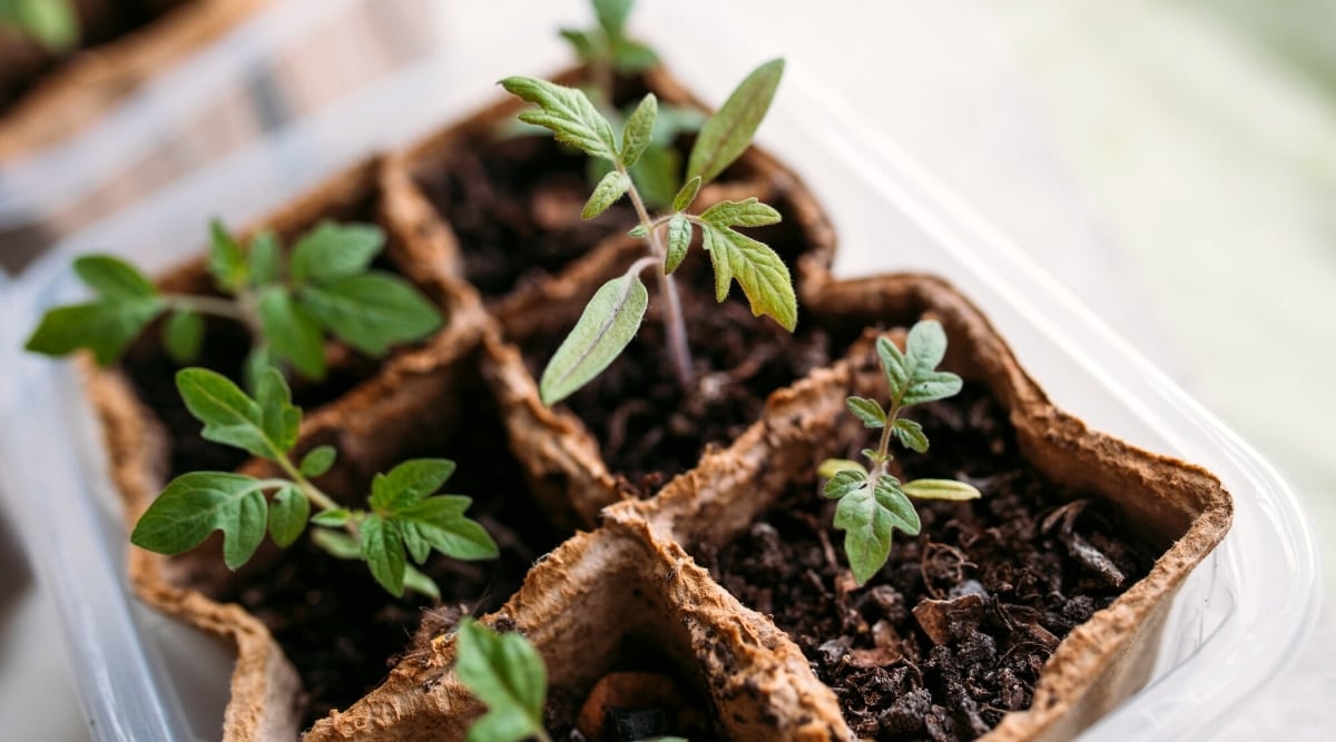 When and How to Start Tomato Seeds Indoors