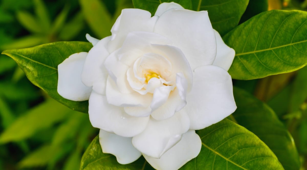 How To Plant Grow And Care For Gardenias How To Plant Grow And Care For Gardenias