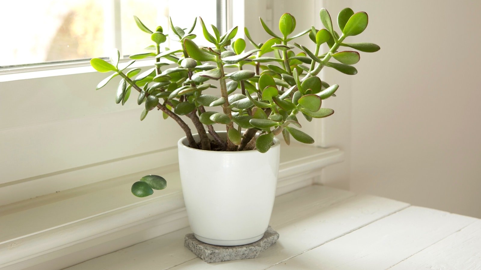 Why is My Jade Plant Dropping Leaves?