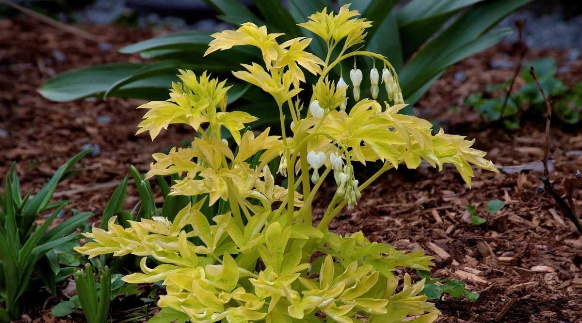 Yellow bush with three pronged leaves and tiny white flowers all over it.