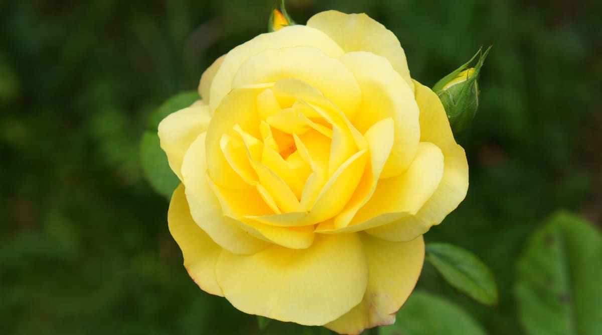 yellow roses with pink tips meaning