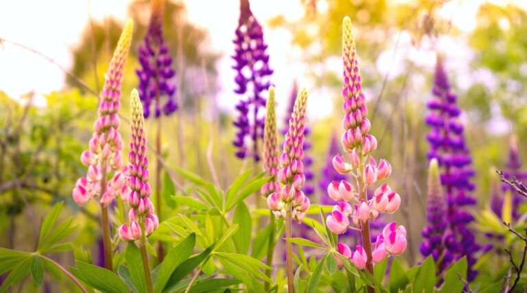 15 Full Sun Perennials For Hardiness Zone 7