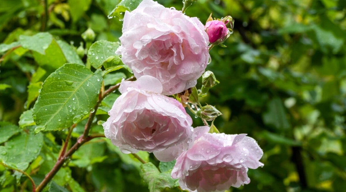 Three large, light pink flowers with rain drops on them. Flowers growing at the end of a tall, long, reddish, thorny stem with green oval shaped leaves.
