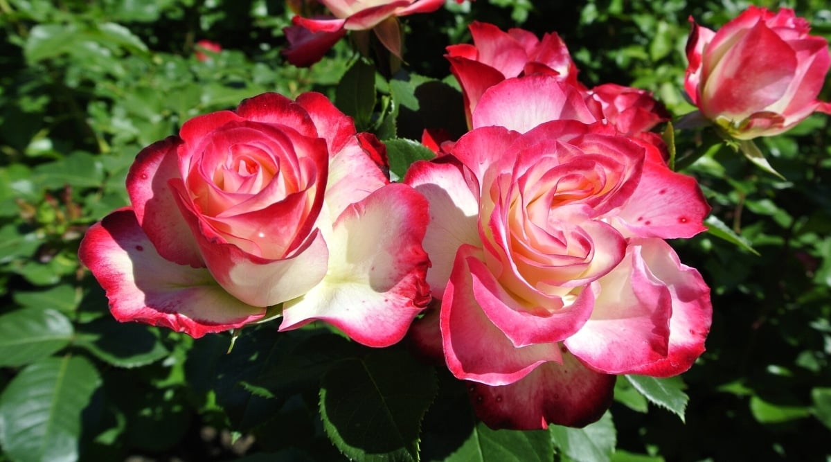 Close up of two large flowers with layers of overlapping petals that are white with bright pink tips. 