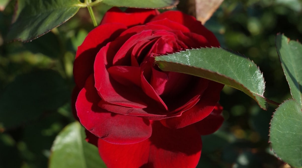 Close up of a bright red flower, densely packed with round petals.