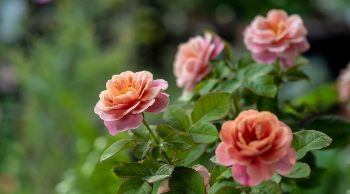 Bush with a dusty pink color. Each flower has layers of rounded, overlapping petals.