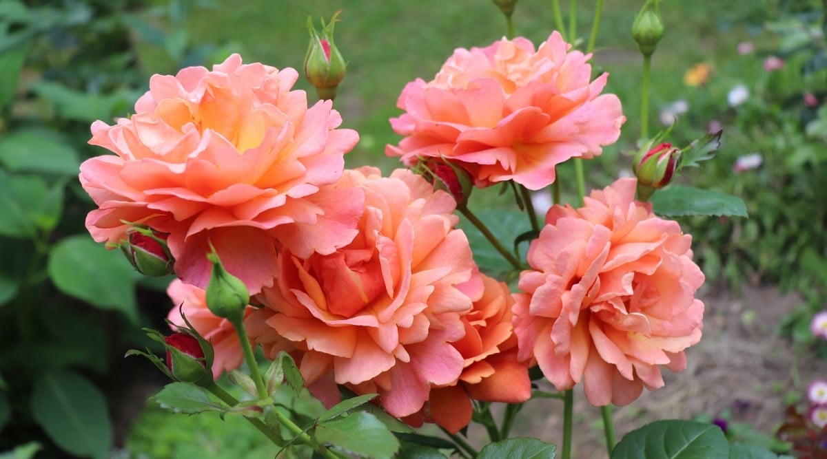 Several large flowers growing off of two main, tall stems. Each flower has large, fluffy, layered, peach colored petals with ruffled edges.