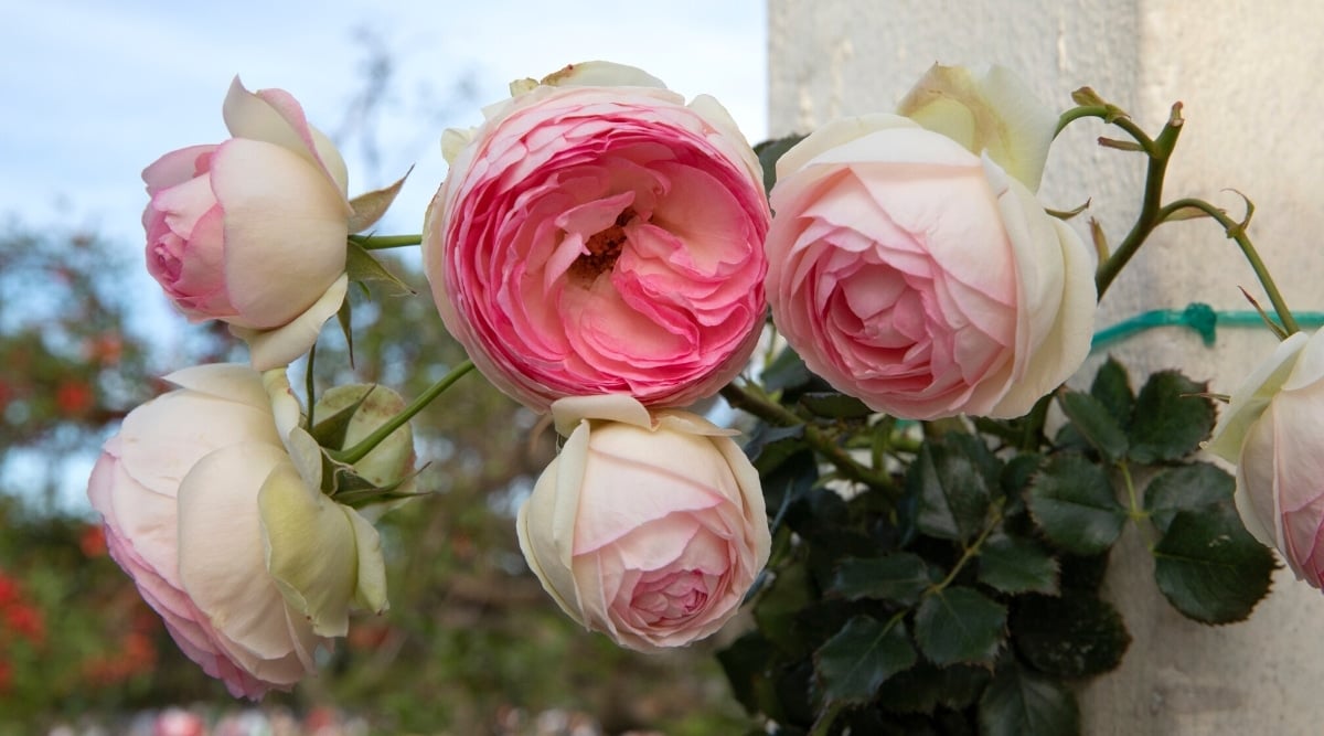 Five flowers on a tall, green, thorny stem. Each flower is white around the outside petals that fade into a light pink in the center petals. Flowers petals are densely packed, and cupped inward.