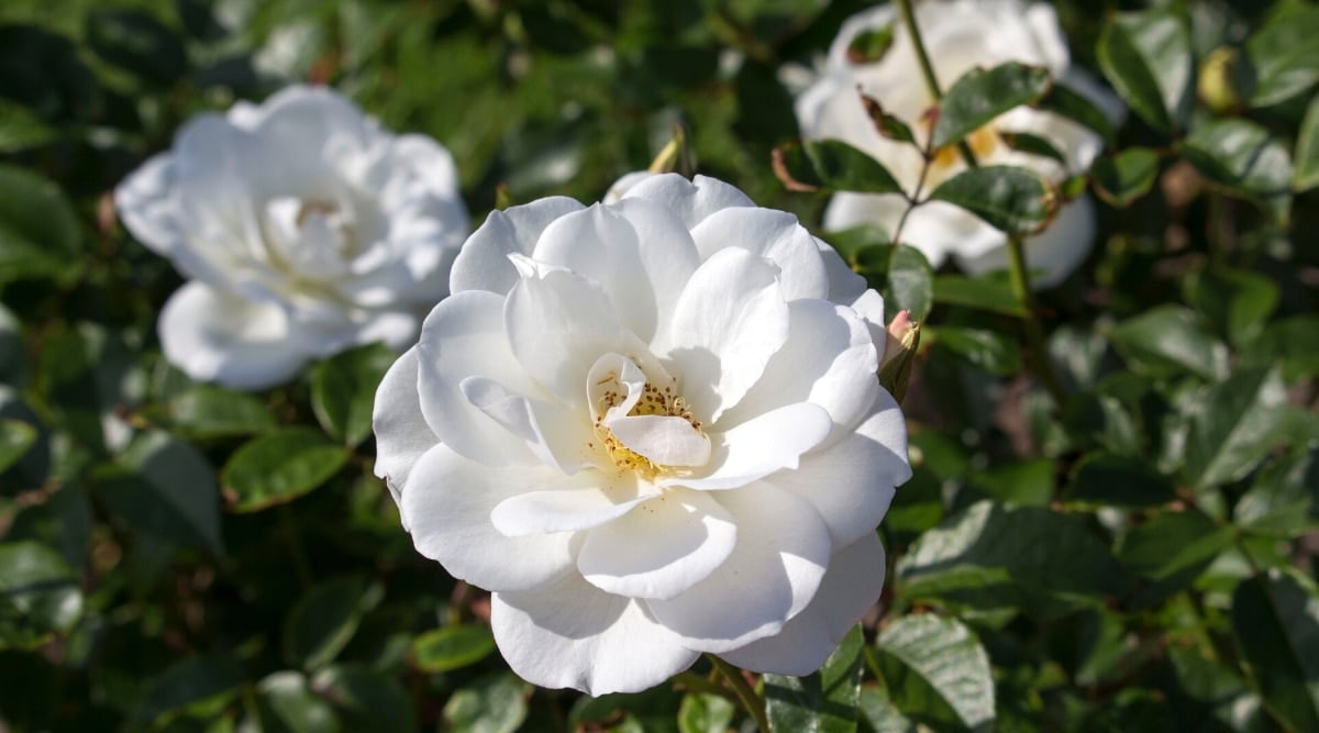 Bright white flower with layers of rounded petals and a yellow, spiky center.