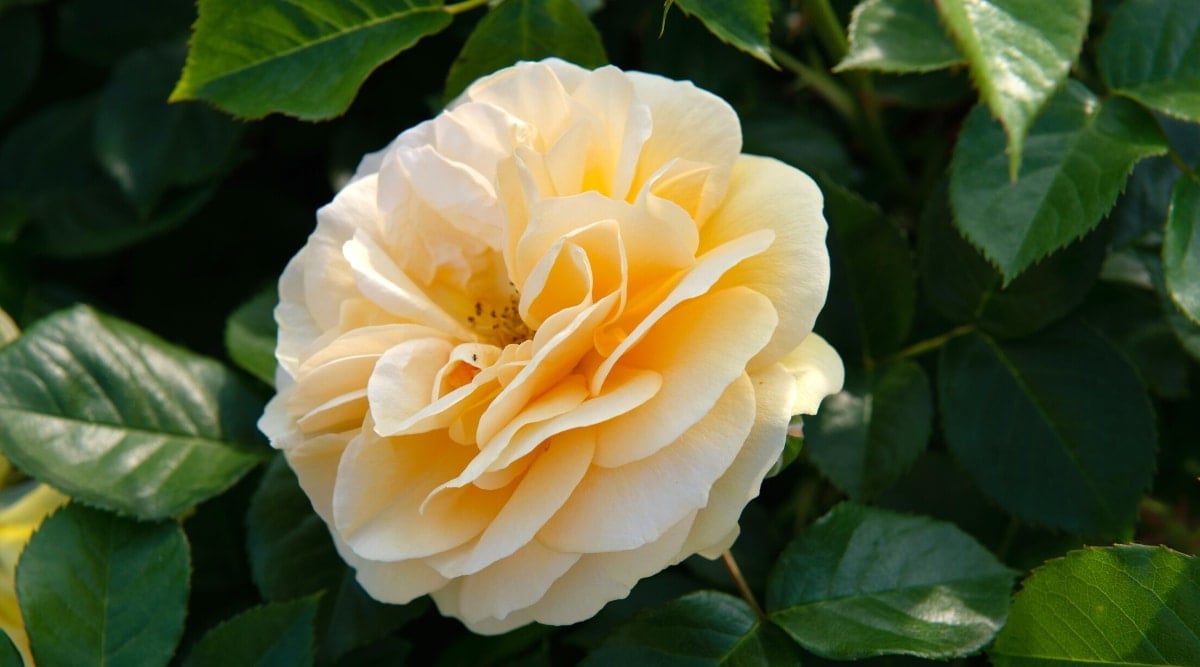 Close up of a light orange flower with layers of rounded, ruffled looking petals, surrounded by dark green, round pointy leaves with a jagged edge.