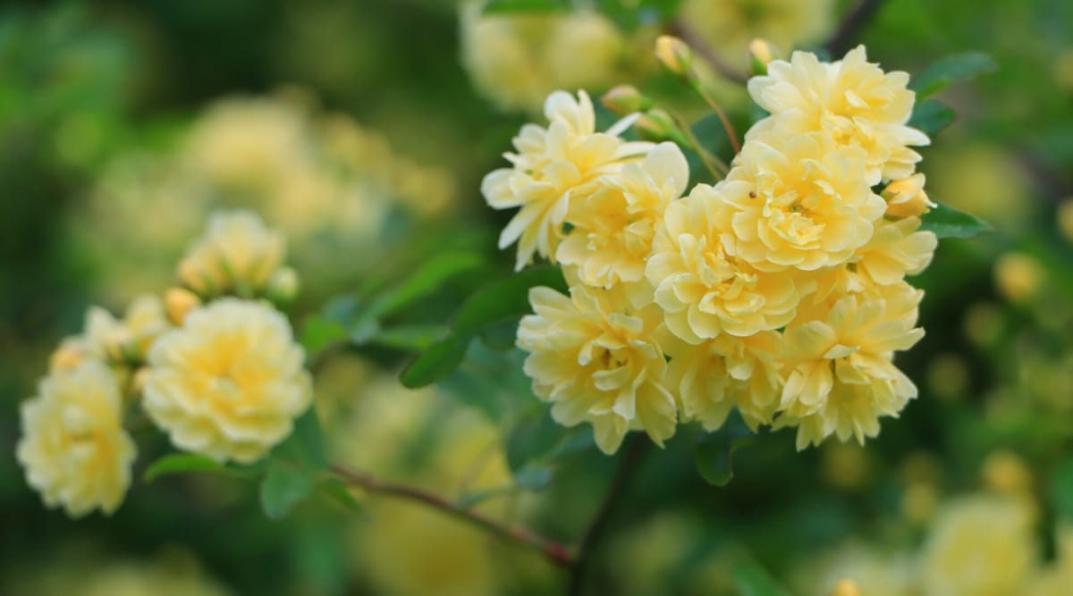Long, skinny, brown branch with a cluster of small, light yellow flowers with layers of small, ruffled petals.