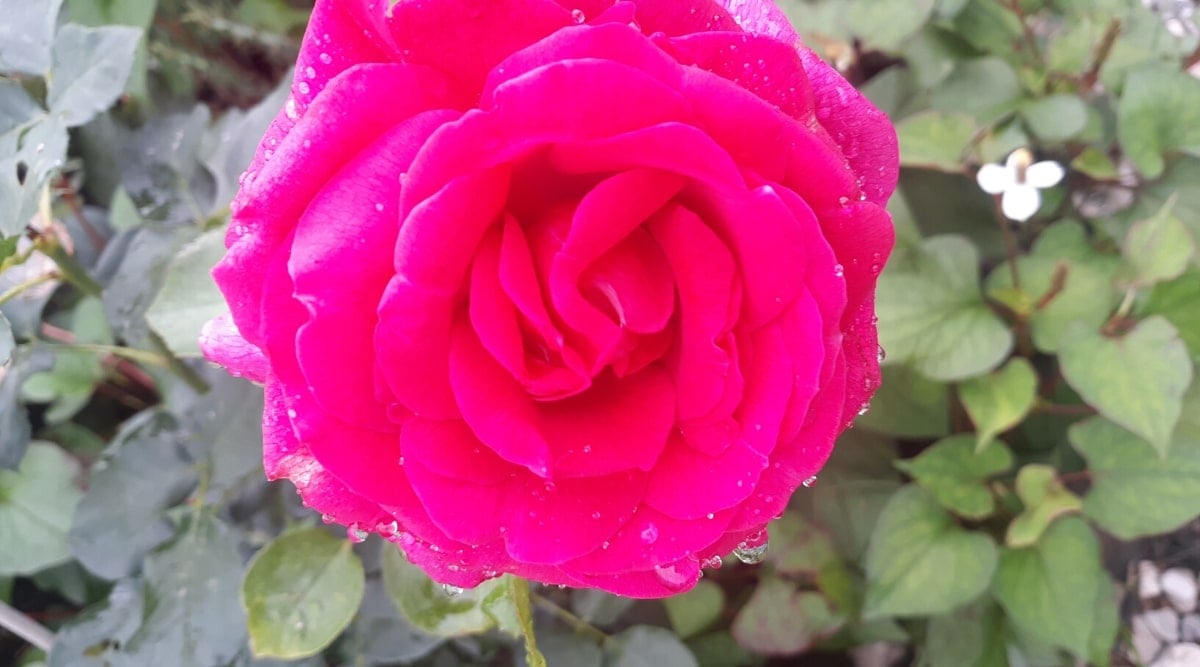 Close up of a bright pink flowers with layers of rounded petals that slightly curl out at the tips.