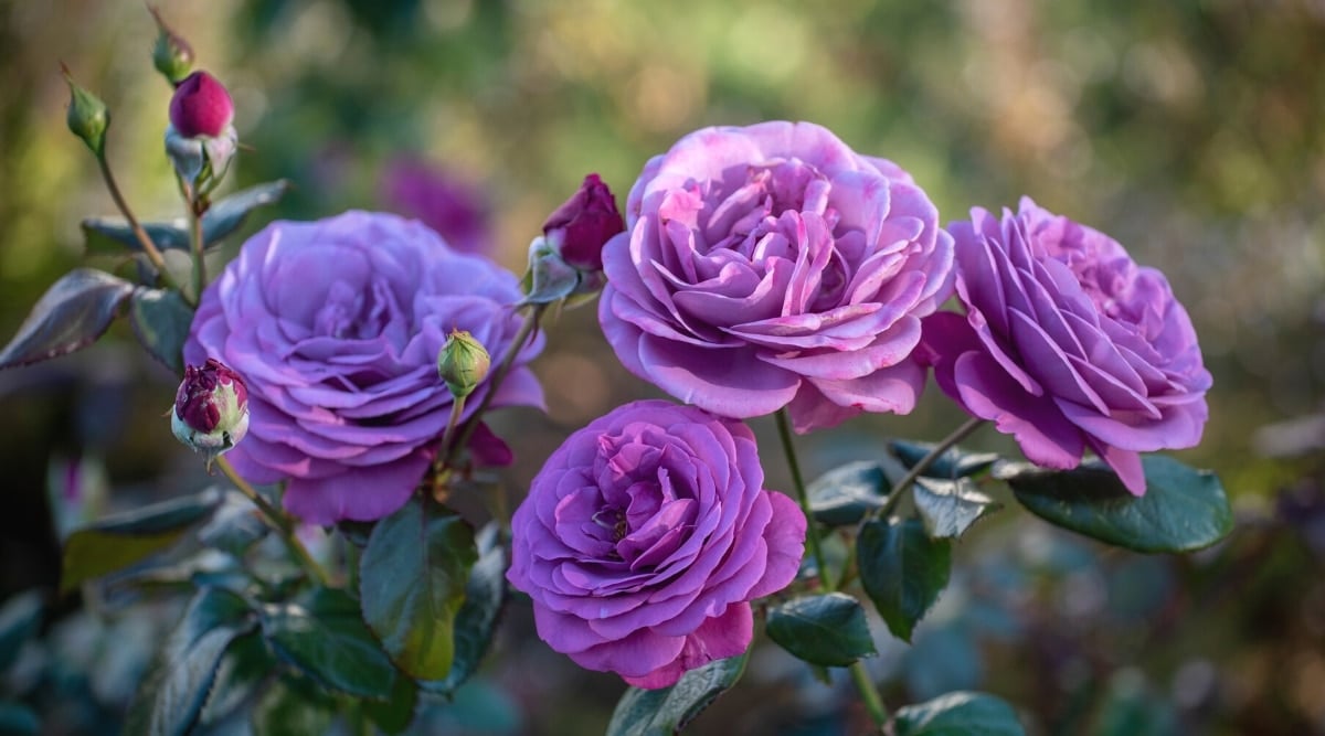 Several light purple flowers growing off of two tall flower stalks. Each flower has layers, of overlapping, rounded petals.