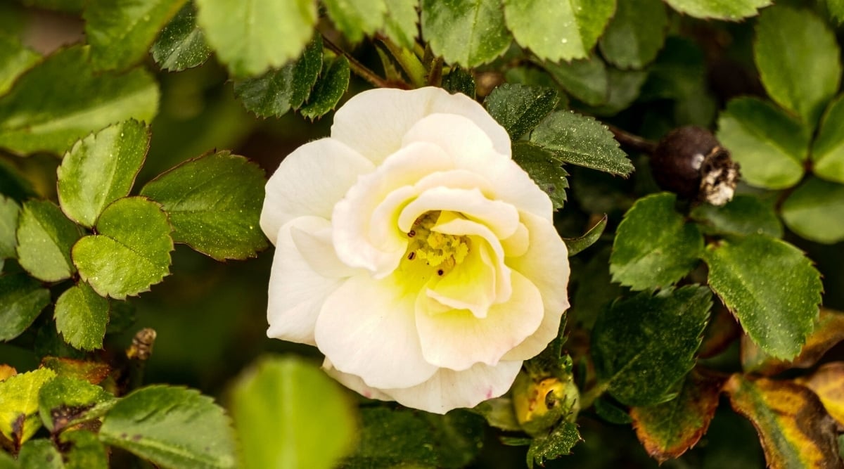 Close up of a light yellow flower with layers of rounded petals, surrounded by small, green leaves with jagged edges.