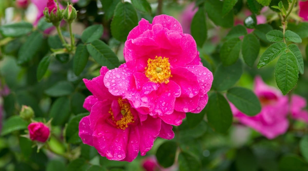 Two bright pink flowers with layered petals that are covered with raindrops. Flowers have a fluffy textured, yellow center.