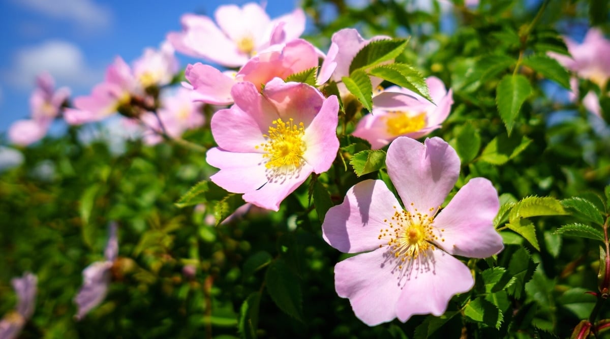 Close up of several light pink flowers growing on a bush. Each flower has five, heart shaped petals with a spiky, bright yellow center.
