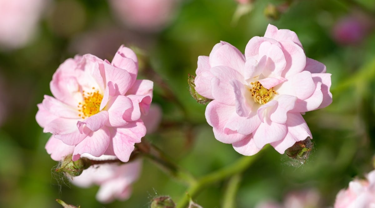 Close up of two smaller, light pink flowers with small, oval shaped, layered petals and a yellow center.