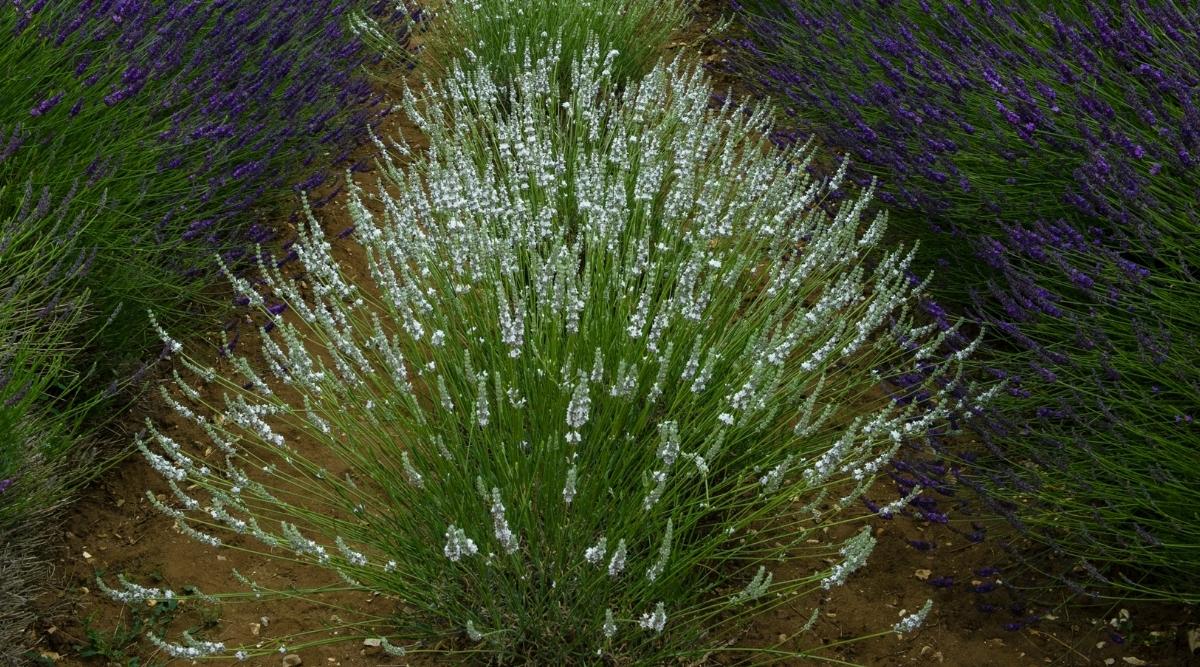 A field with a Van Gogh shrub appearing to have a round shape with lovely white blooms