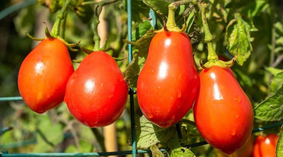 11 Easiest Tomatoes to Grow From Seed