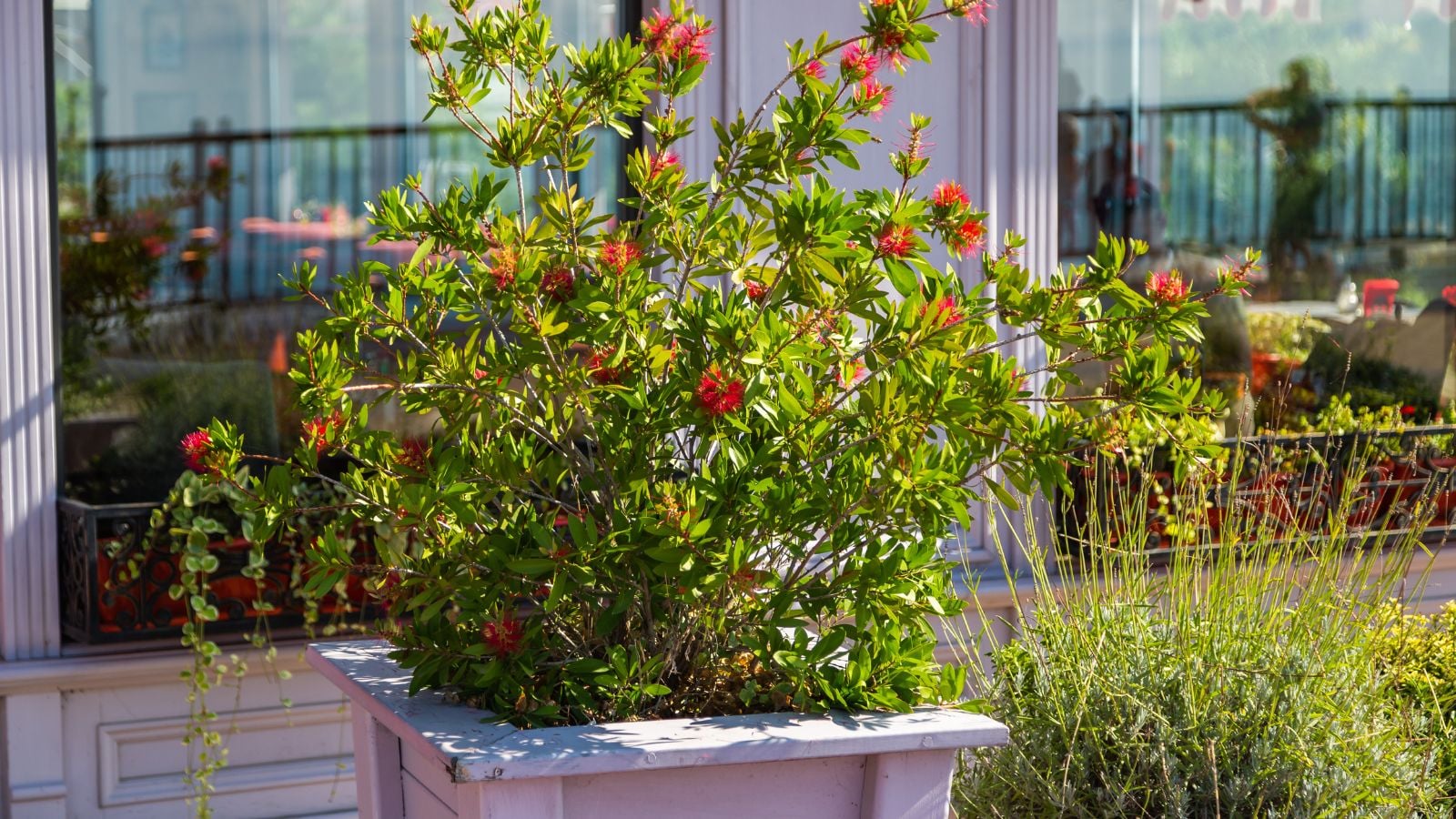 A close-up shot of an evergreen plant developing in a white container, appearing to be made of plastic