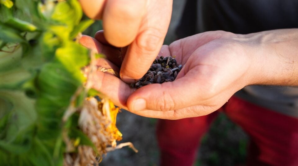 How to Save Seeds for Next Year's Garden 5 Simple Steps