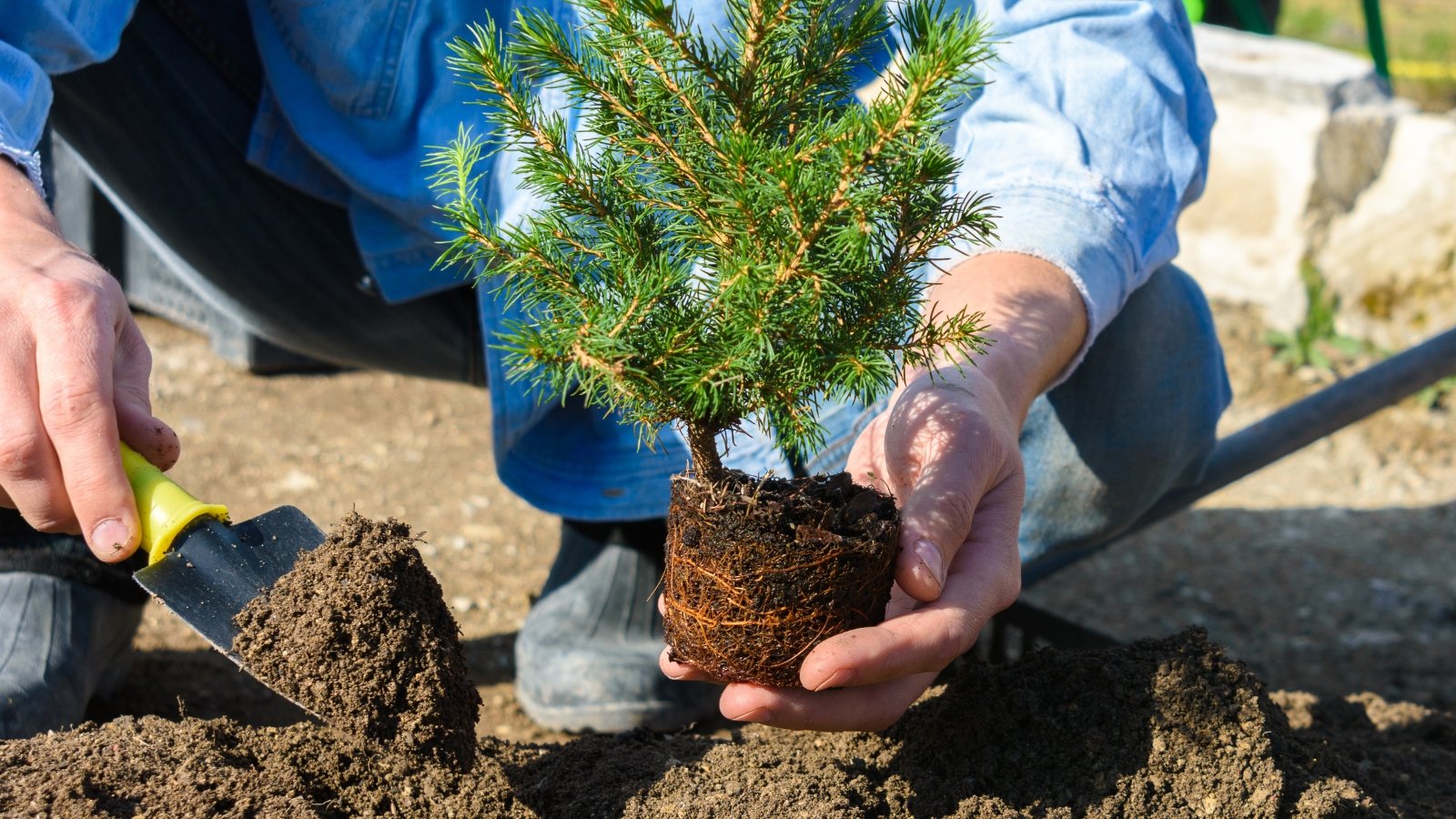 How to Plant Your Live Christmas Tree