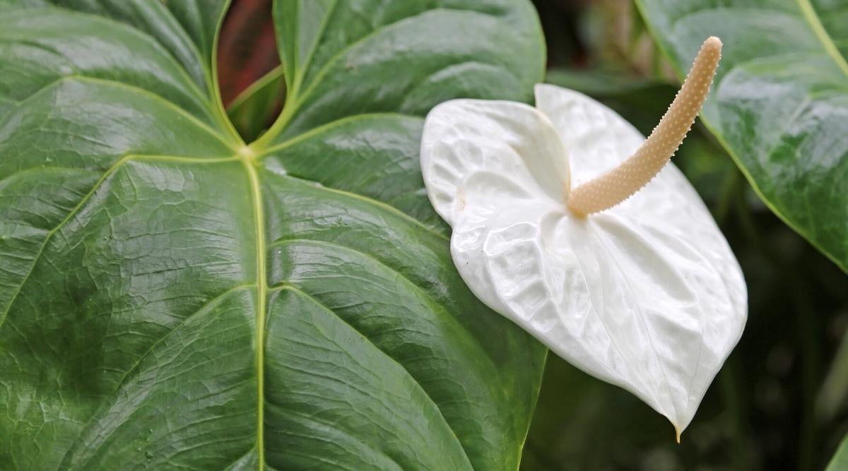 33 Beautiful Varieties of Anthurium