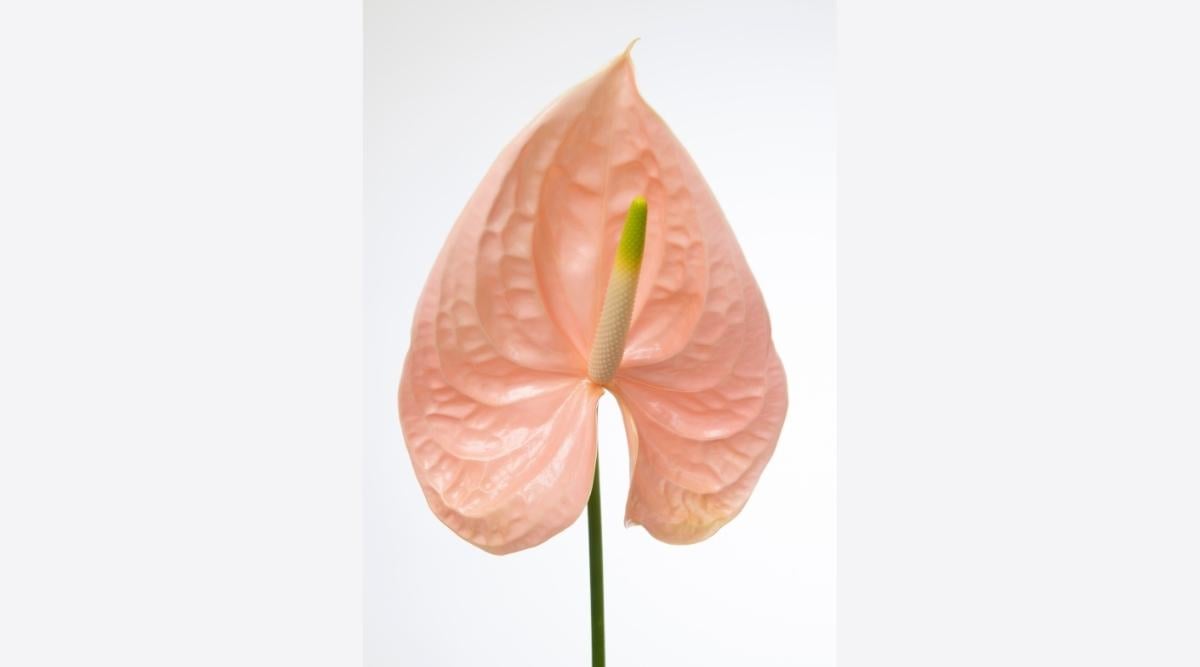 33 Beautiful Varieties of Anthurium