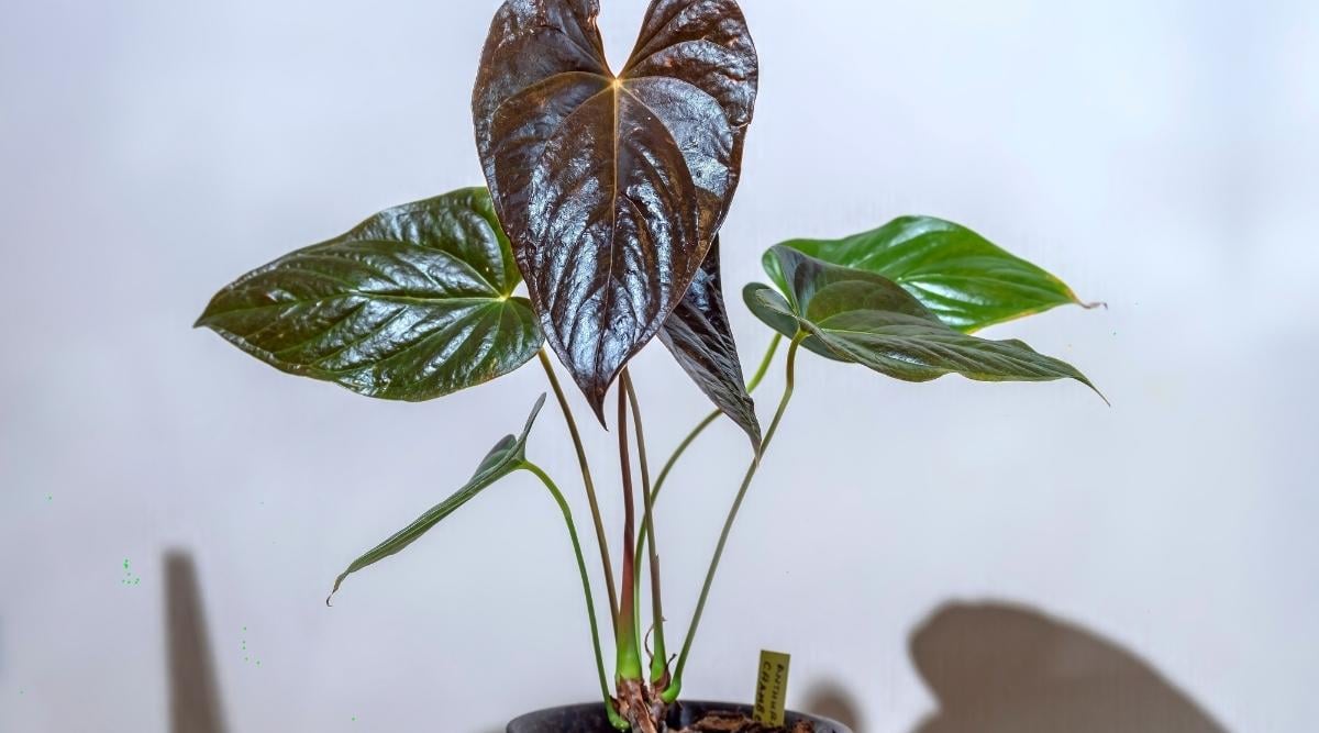33 Beautiful Varieties of Anthurium