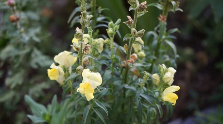 How To Plant Grow And Care For Snapdragons How To Plant Grow And Care For Snapdragons