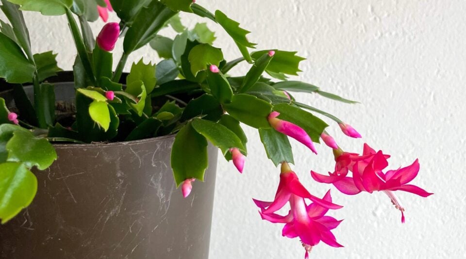 How To Plant Grow And Care For Thanksgiving Cactus how-to-plant-grow-and-care-for-thanksgiving-cactus