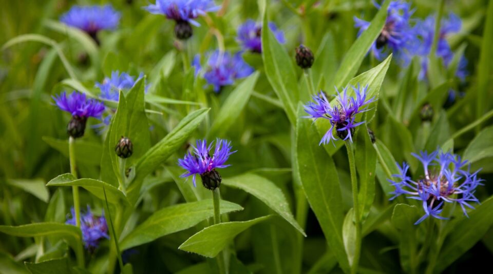 The 23 Best Flowers for Drying Beautiful, Longlasting Decor