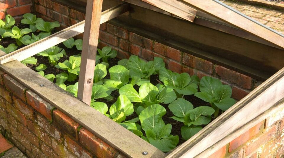 9 Tips for Growing Vegetables in a Cold Frame