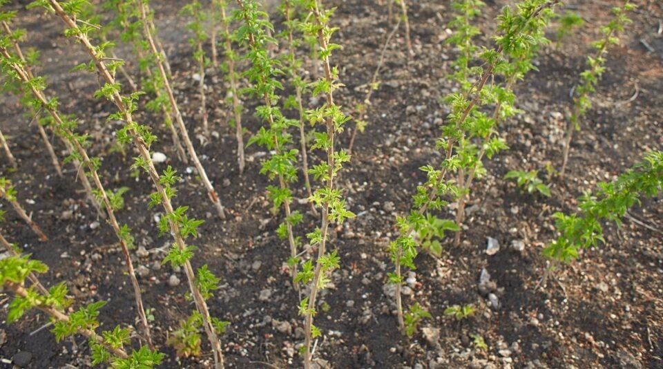 How to Prepare Raspberry Bushes for Winter