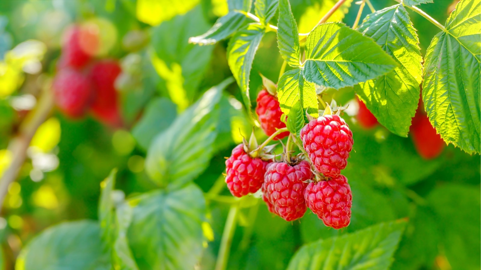 How to Prepare Raspberry Bushes for Winter