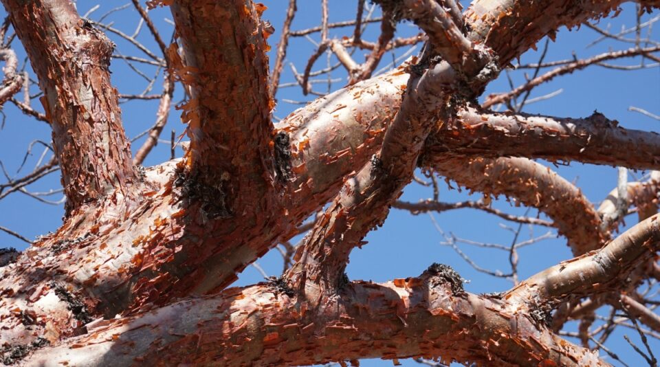 21 Trees With Ornamental Bark For Winter Interest