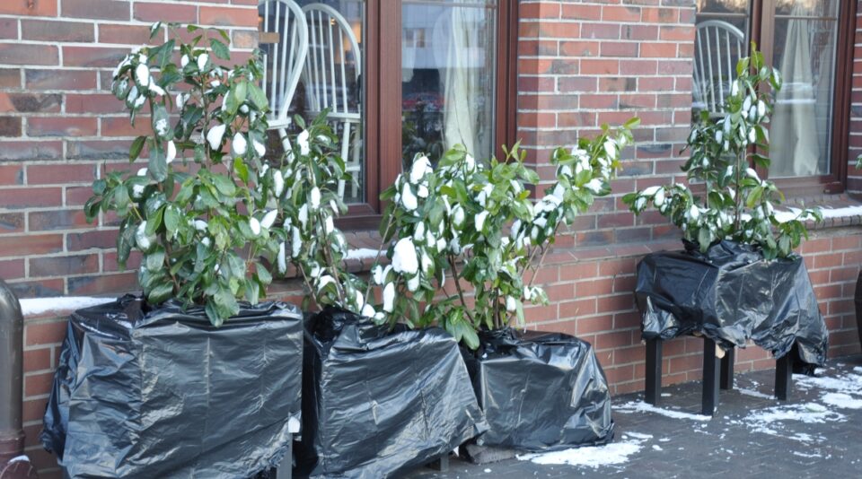 Winterizing Containers 13 Tips for Beautiful Outdoor Winter Containers