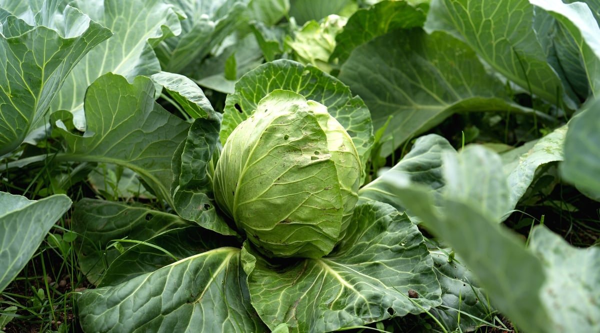 Close-up of a growing Cabbage in a garden. Cabbage plants feature dense, round or oval heads composed of overlapping, tightly packed leaves in green color. The leaves are large, wide, and have a waxy, slightly wrinkled texture.