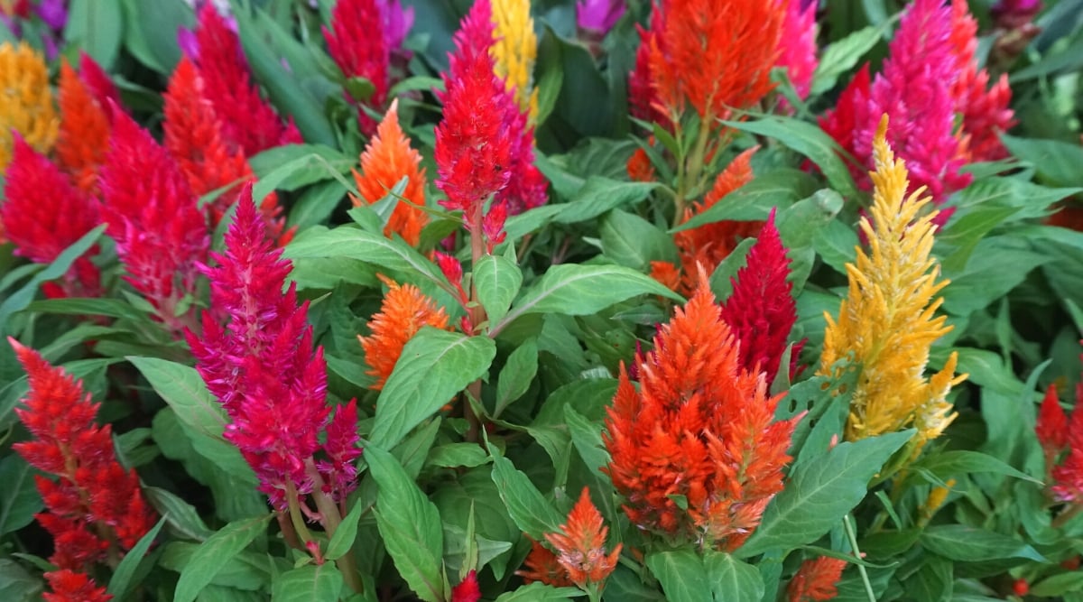 Close-up of blooming colorful Celosia plants in a garden. This annual plant exhibits brightly colored, fuzzy, and velvety bloom spikes in colors such as orange, red, pink, yellow.