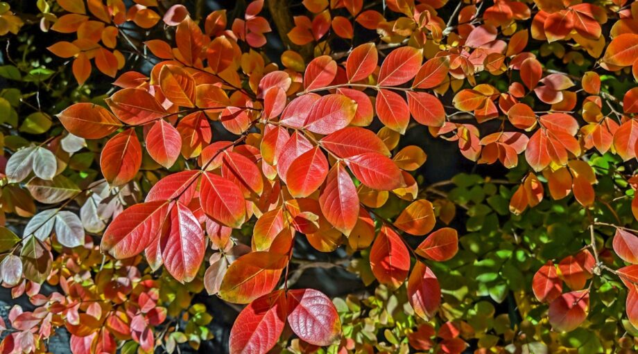 13 Plants You Should Never Prune in Fall
