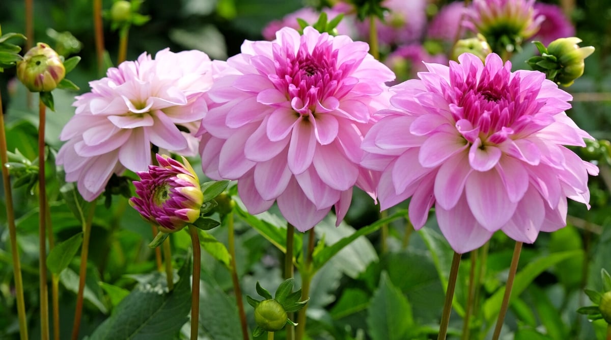 Close-up of blooming Dahlias in the garden. These late-blooming perennials produce an array of large, showy blooms in the form of pom-poms, lilac-pink flowers. The leaves are lanceolate, dark green with serrated edges.